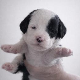 Harp - Black and white female Sheepadoodle puppy in Rocky Point, North Carolina from CelticDoods