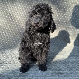 Gale - Black male Poodle puppy in Monetta, South Carolina from Moonrise Poodles