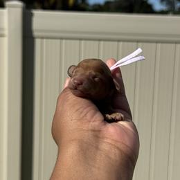 Elsa - Red  female Poodle puppy in Deltona, Florida from Poodles by CNC