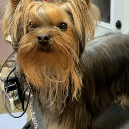 Chinese Cresteds and Yorkshire Terriers from Heartesha
