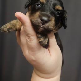 Bella - Black and tan female Dachshund puppy in Pasco, Washington from G & G Kennel