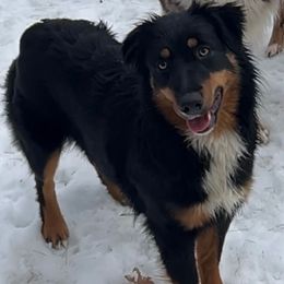 Beyonce - Australian Shepherd