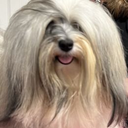 Havanese from Litl Bratz Havanese