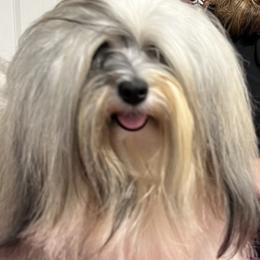 Havanese from Litl Bratz Havanese
