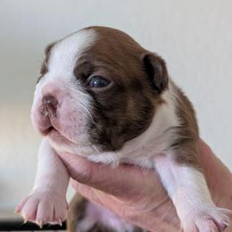 Red boy (on hold for Connie) - Red male Boston Terrier puppy in Oak Hills, California from All American Boston Terriers