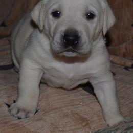 Las Vegas Reno Levi - Yellow male Labrador Retriever puppy in Spring Creek, Nevada from Badland Kennel