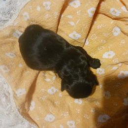 Boy 1 - Black Cocker Spaniel puppy in Rolla, Missouri from Wethys Cocker Spaniels