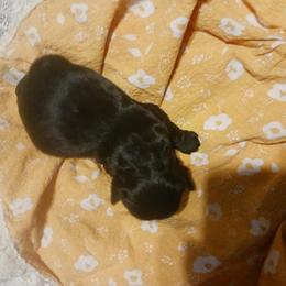 Boy 1 - Black Cocker Spaniel puppy in Rolla, Missouri from Wethys Cocker Spaniels