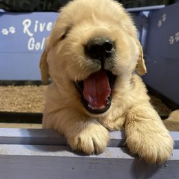 Golden Retriever Puppies from Riverstone Goldens