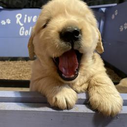 Golden Retriever Puppies from Riverstone Goldens