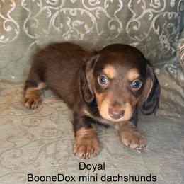 Doyal - Chocolate and tan male Dachshund puppy in Lexington, Oklahoma from BooneDox Miniature Dachshunds