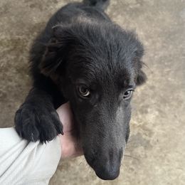 German Shepherd Puppies from Devon Rugerio's German Shepherds