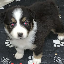 Miniature Australian Shepherd Puppies from River Valley Aussies
