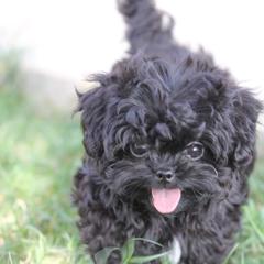 Russian Tsvetnaya Bolonka Puppies from Bolonka Treasures