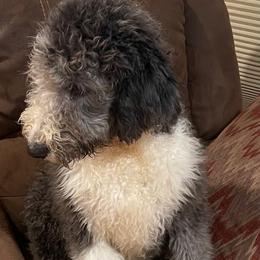 Tosh - Aussiedoodle puppy from Love my doodles/ Aussiedoodle love