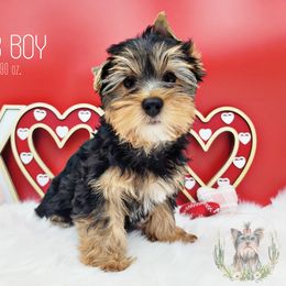 Yorkshire Terrier puppies from Saguaro Ranch Yorkies