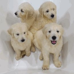 Goldendoodle Puppies from SUPERDog Doodles