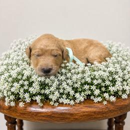 Teal - Apricot female Goldendoodle puppy in Fairmount, Georgia from Muscadine Meadows Farm