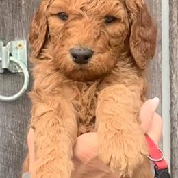 Goldendoodles and Poodles from Paradise kennels TN