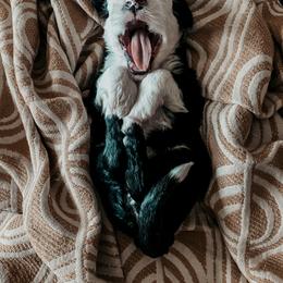 Sheepadoodle Puppies from DOODCompany