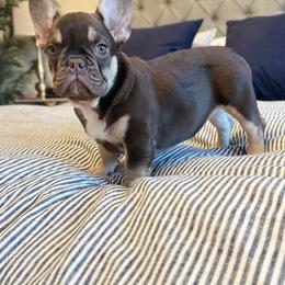 French Bulldog Puppies from Frenchie Envy Puppies
