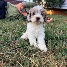 Andrea with training - Merle female Cockapoo puppy in Boonville, North Carolina from Doods & Dolls