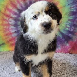 Peach - Black tri female Miniature Australian Shepherd puppy in Church Hill, Tennessee from Hippie Dog Haven