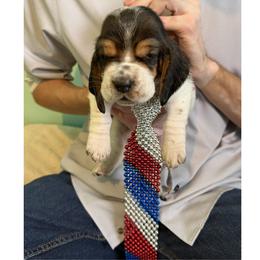 Basset Hound Puppies from Liberty Bassets