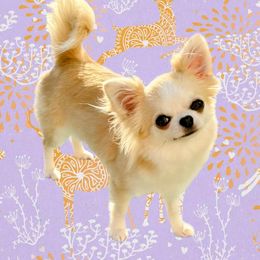 Lush - Chihuahua