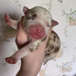 Girl 8 - female Alapaha Blue Blood Bulldog puppy in Grafton, Ohio from Eclipse Alapaha Kennels