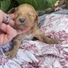 Girl 1 - female Irish Doodle puppy in Home, Pennsylvania from Plum Creek Acres Next Generation
