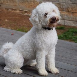 Penelope - Australian Labradoodle