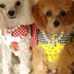 Poodles from Black Mountain Toy Poodles