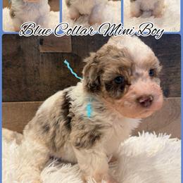 Blue Collar Boy - Merle male Goldendoodle puppy in San Augustine, Texas from Vintage Doodles