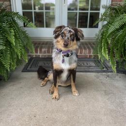 Australian Shepherd All Grown Up from S.I. Aussie