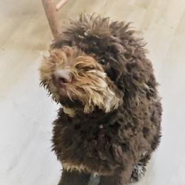 Otis - Goldendoodle