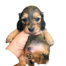 Available Cream Boy 2 - Cream male Dachshund puppy in Medina, Ohio from STORIED DOXIES