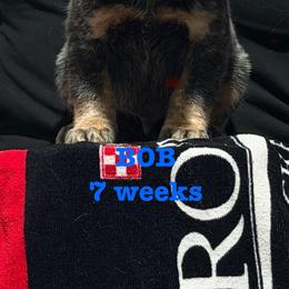 BOB - Blue speckled male Australian Cattle Dog puppy in Sanger, Texas from Straight Arrow Australian Cattle Dogs