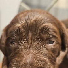 Vanessa - Chocolate female Goldendoodle puppy in Kansas City, Missouri from Poppy's Doodles