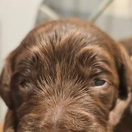 Vanessa - Chocolate female Goldendoodle puppy in Kansas City, Missouri from Poppy's Doodles