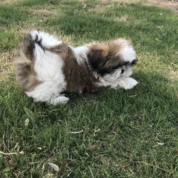 Shih Tzu Puppies from Willow Lane Shih Tzus
