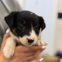 Purple - Black and white female Border Collie puppy in Tallmadge, Ohio from Premier Dobermans