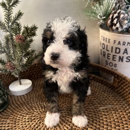 Boy 5 - Bernedoodle puppy from Little Diamond Doodles