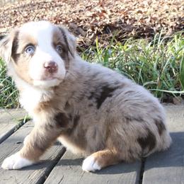 Tanjiro - Red merle male Australian Shepherd puppy in Macon, Georgia from Shaina’s Shepherds