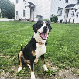 Greater Swiss Mountain Dog All Grown Up from Donough Haven Greater Swiss Mtn. Dogs