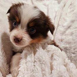 ROLO - Red tri Miniature Australian Shepherd puppy in Olton, Texas from Rejino Mini & Toy Aussies