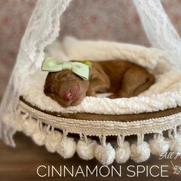 Goldendoodle Puppies from All My Doodles