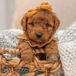 Reba - Red  female Goldendoodle puppy in Iola, Texas from Supreme Doodles of Texas
