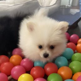 Boy 2 - male Pomeranian puppy in Los Angeles, California from Lucky Poms of Los Angeles