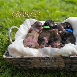 French Bulldog Puppies from Ever Dream Frenchies